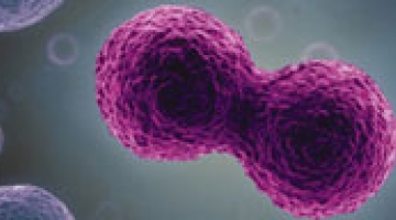 Lecture  Harmony of life and death mechanisms in human physiology 