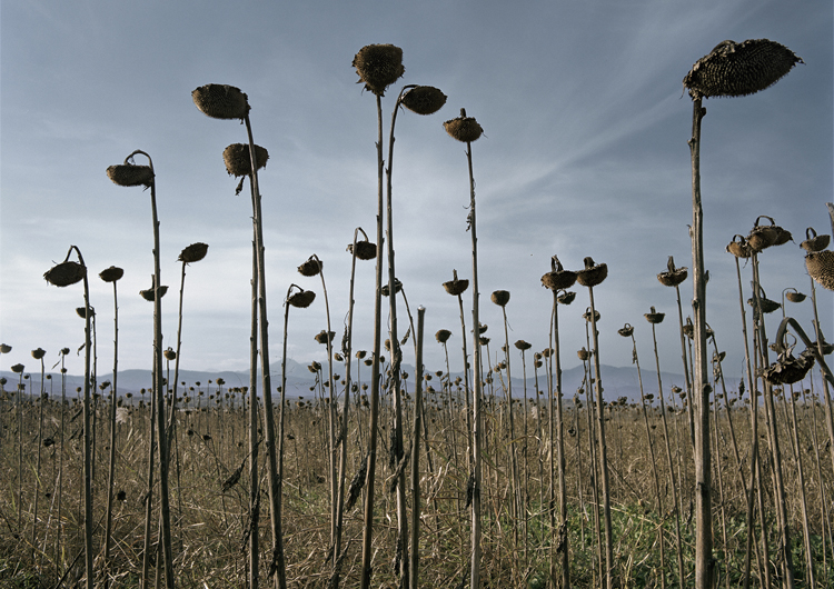 Guided tour to the exhibition "Demetris Koilalous: CAESURA, The duration of a sigh"